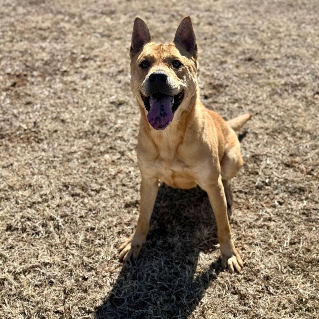 Enlarge Randall, a Adoptable mixed breed in Pauls Valley, OK image 1/6