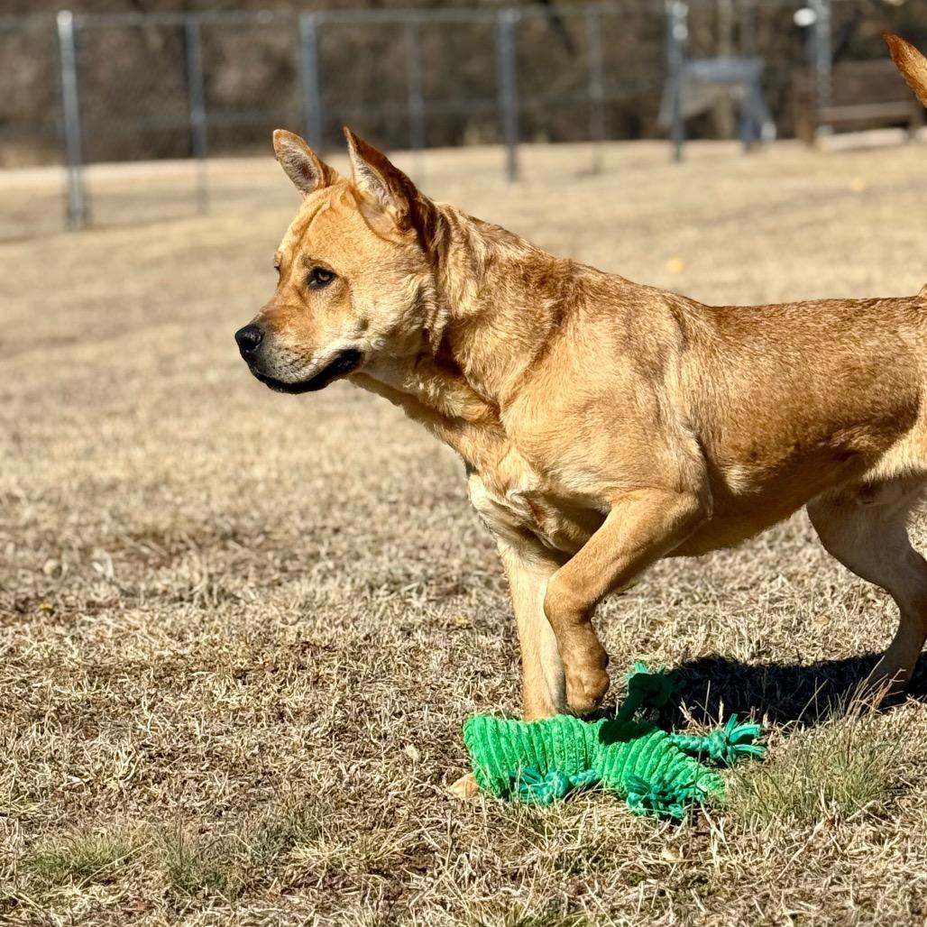 Enlarge Randall, a Adoptable mixed breed in Pauls Valley, OK image 3/6