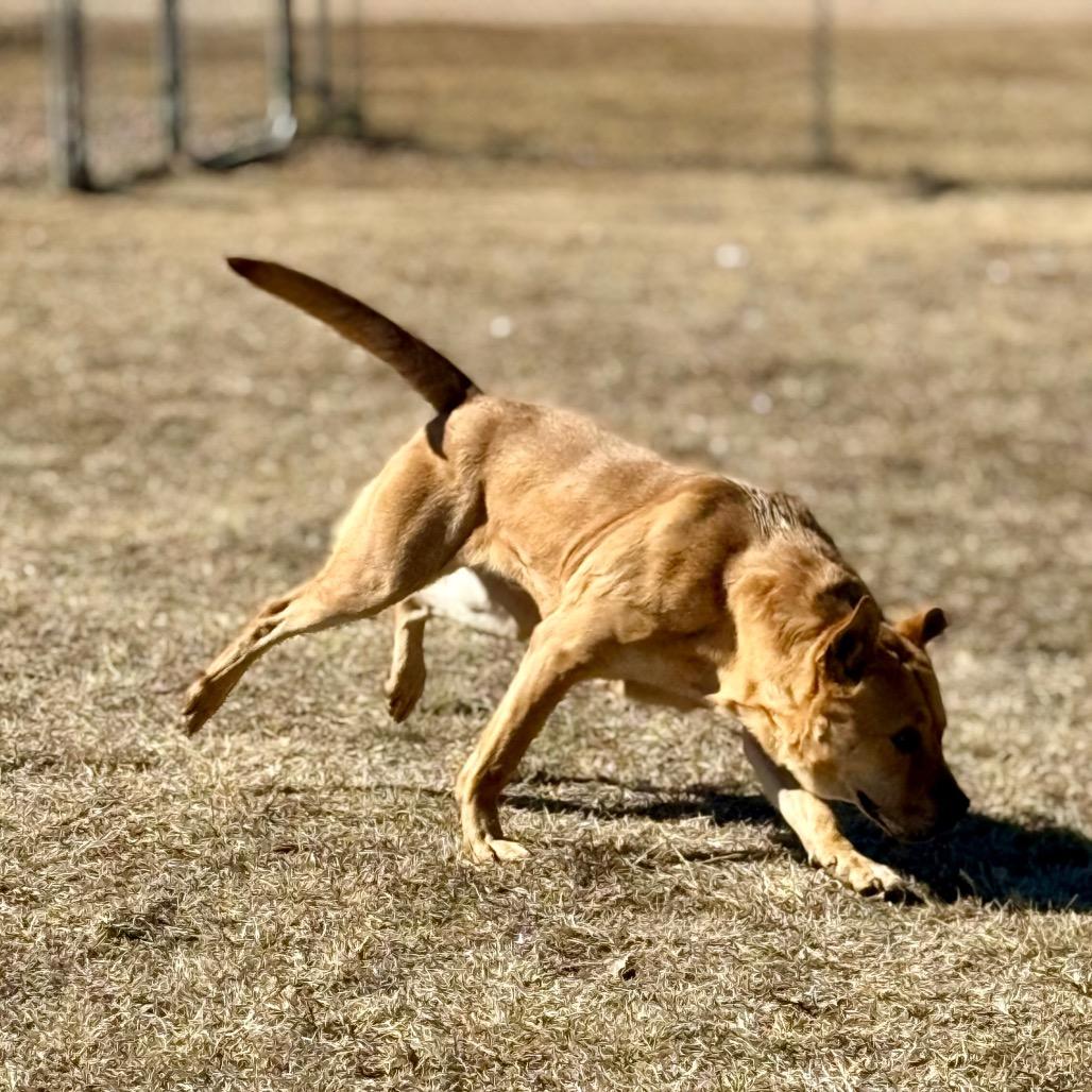 Enlarge Randall, a Adoptable mixed breed in Pauls Valley, OK image 4/6