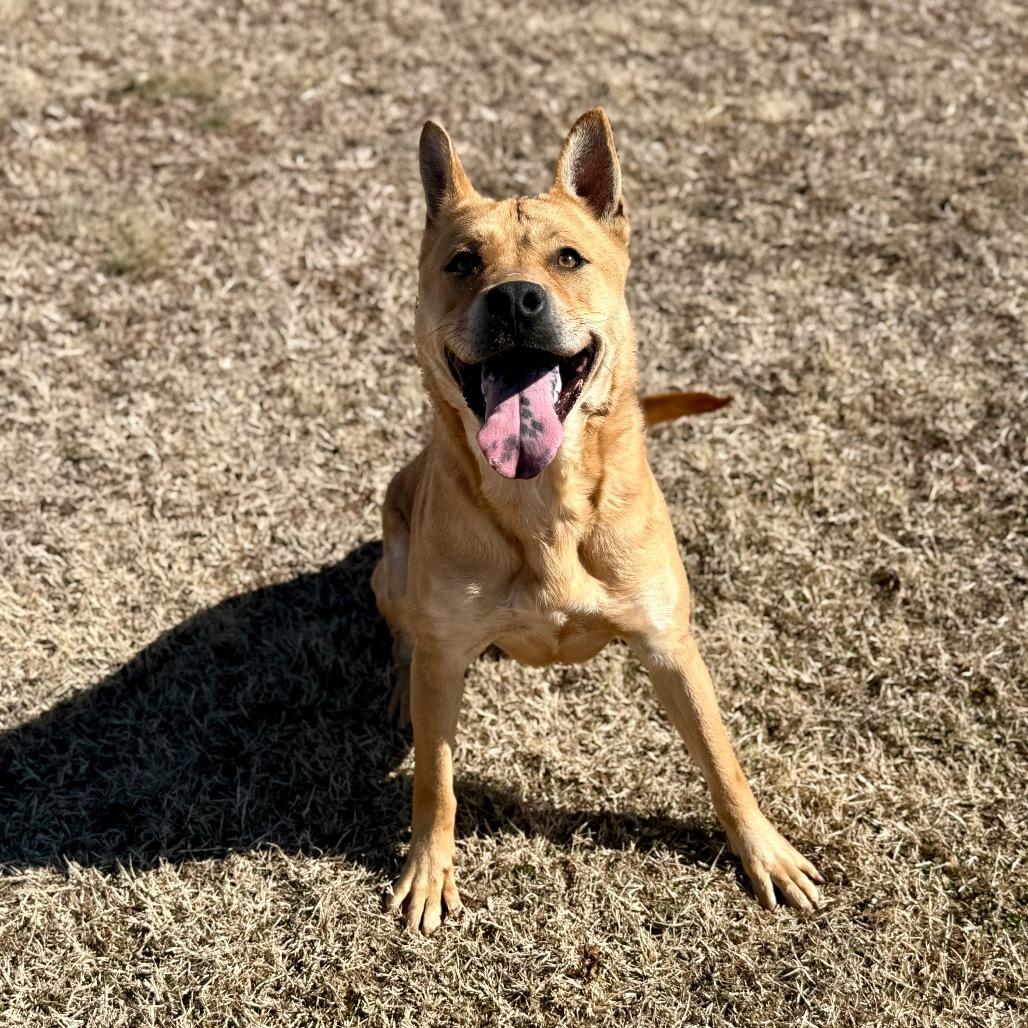 Enlarge Randall, a Adoptable mixed breed in Pauls Valley, OK image 5/6