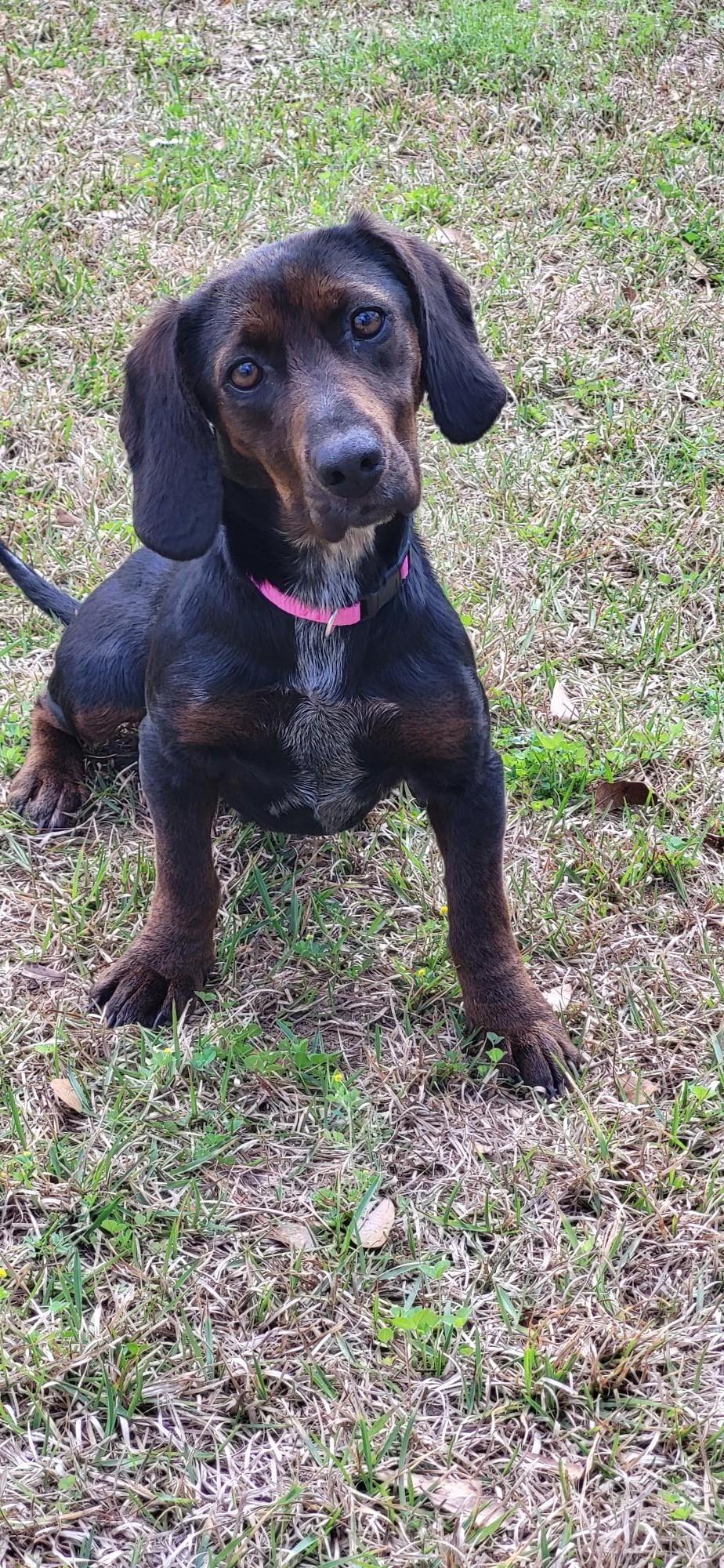 Hope, adopted, Adult Female Dachshund & Beagle.