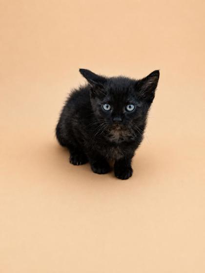 Dano, ADOPTABLE, Young Male Domestic Short Hair.