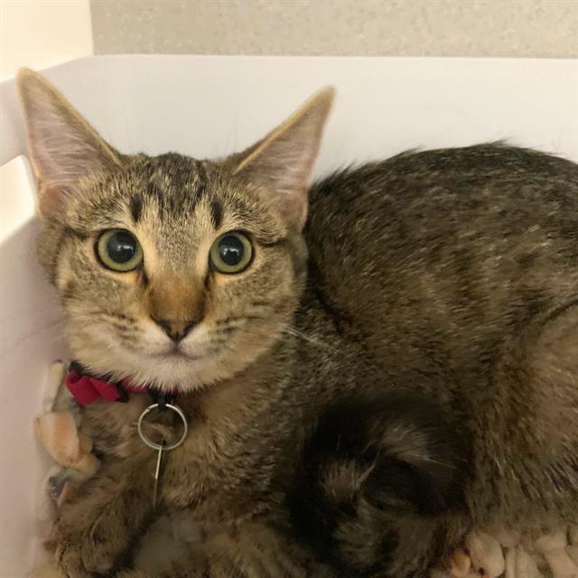 Enlarge GABBY, a Adoptable Domestic Short Hair in Aurora, CO image 1/1