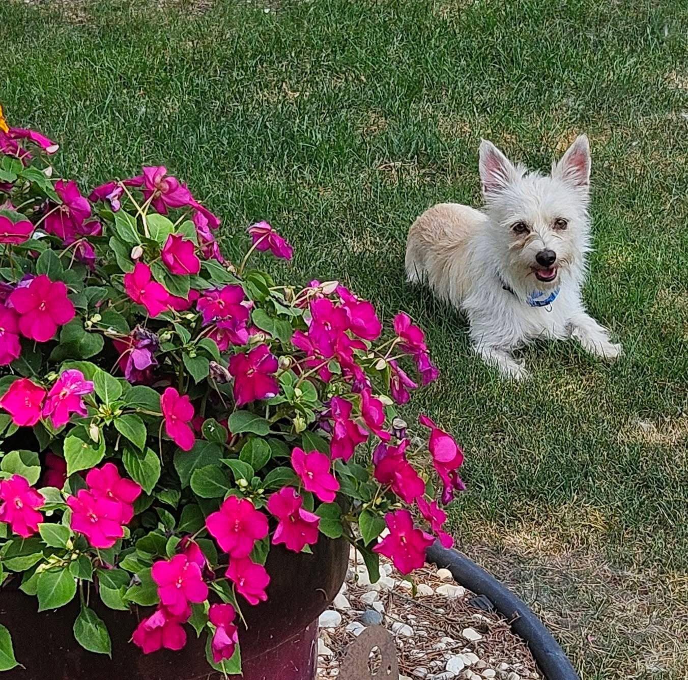 Enlarge Matthew, a Adopted West Highland White Terrier / Westie in New London, WI image 1/3