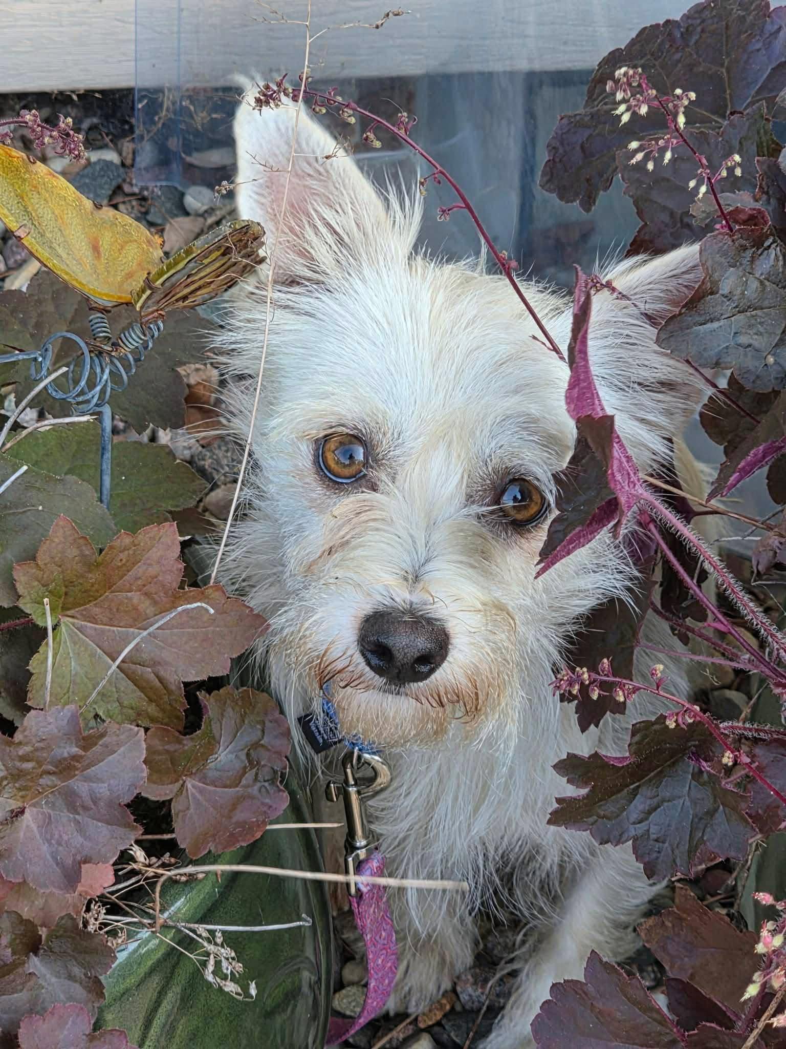 Enlarge Matthew, a Adopted West Highland White Terrier / Westie in New London, WI image 2/3