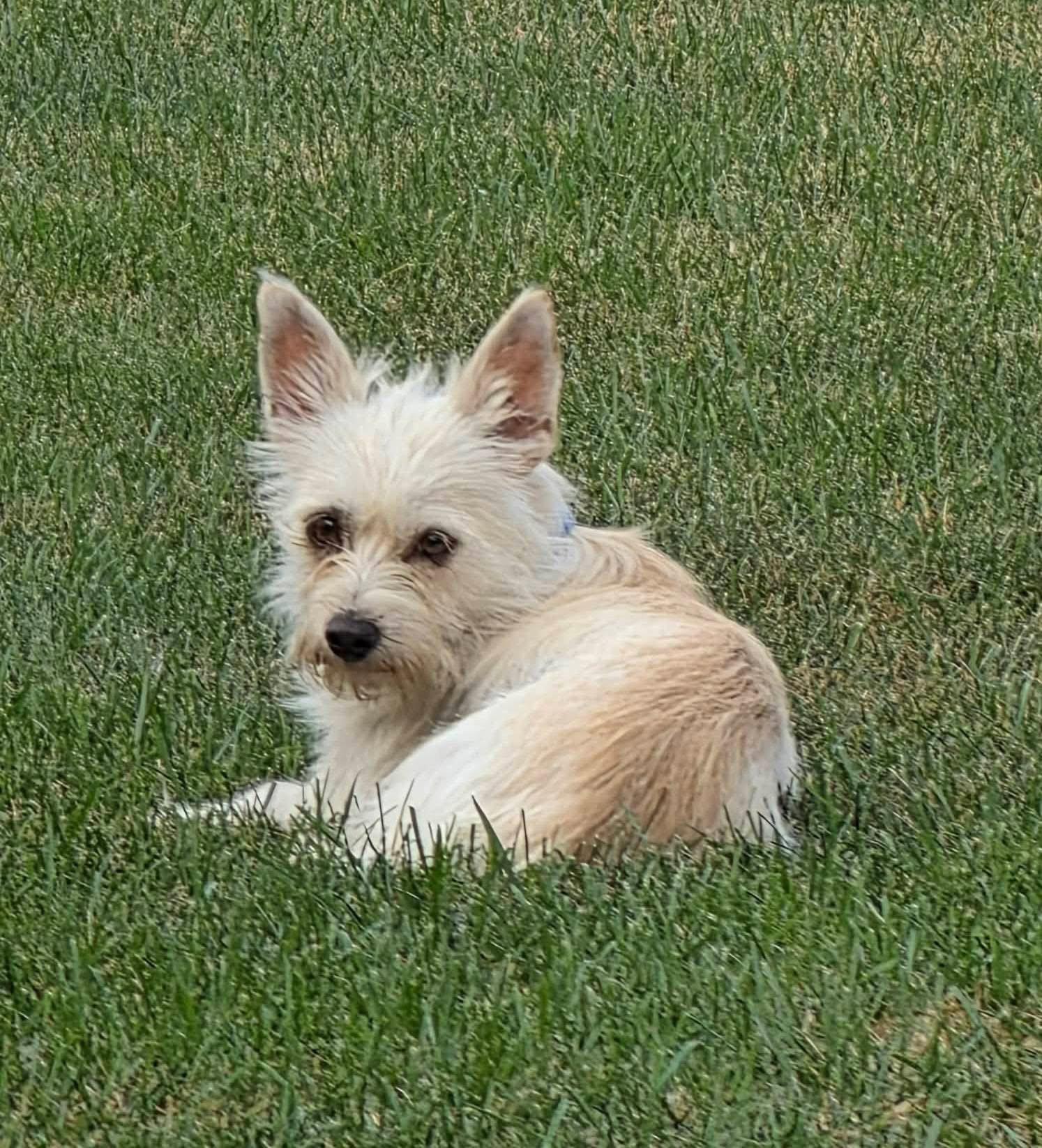 Enlarge Matthew, a Adopted West Highland White Terrier / Westie in New London, WI image 3/3