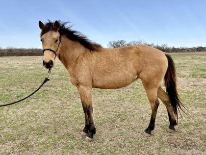 Enlarge Princess Leia, a Adoptable mixed breed in Fort Worth, TX image 1/3