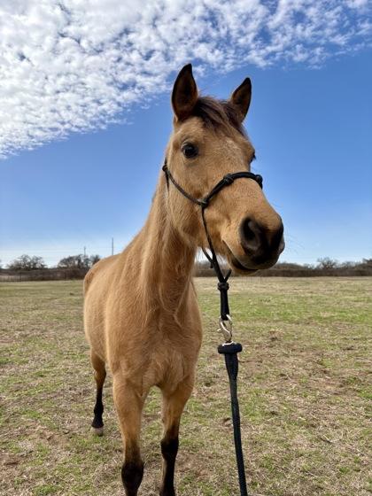 Enlarge Princess Leia, a Adoptable mixed breed in Fort Worth, TX image 2/3