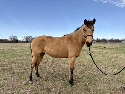 Enlarge Princess Leia, a Adoptable mixed breed in Fort Worth, TX image 2/3