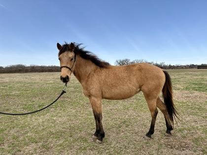 Enlarge Princess Leia, a Adoptable mixed breed in Fort Worth, TX image 3/3