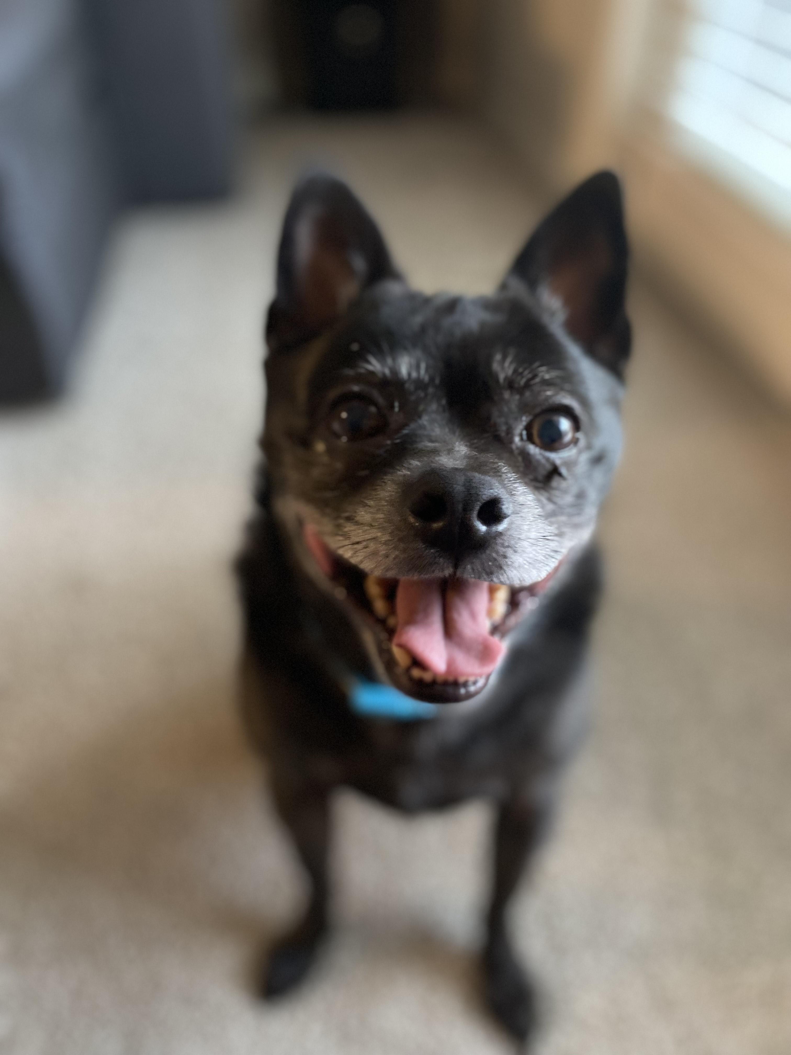 Enlarge Oakley - COURTESY POST [Phoenix AZ], a ADOPTABLE mixed breed in Mayer, AZ image 6/6