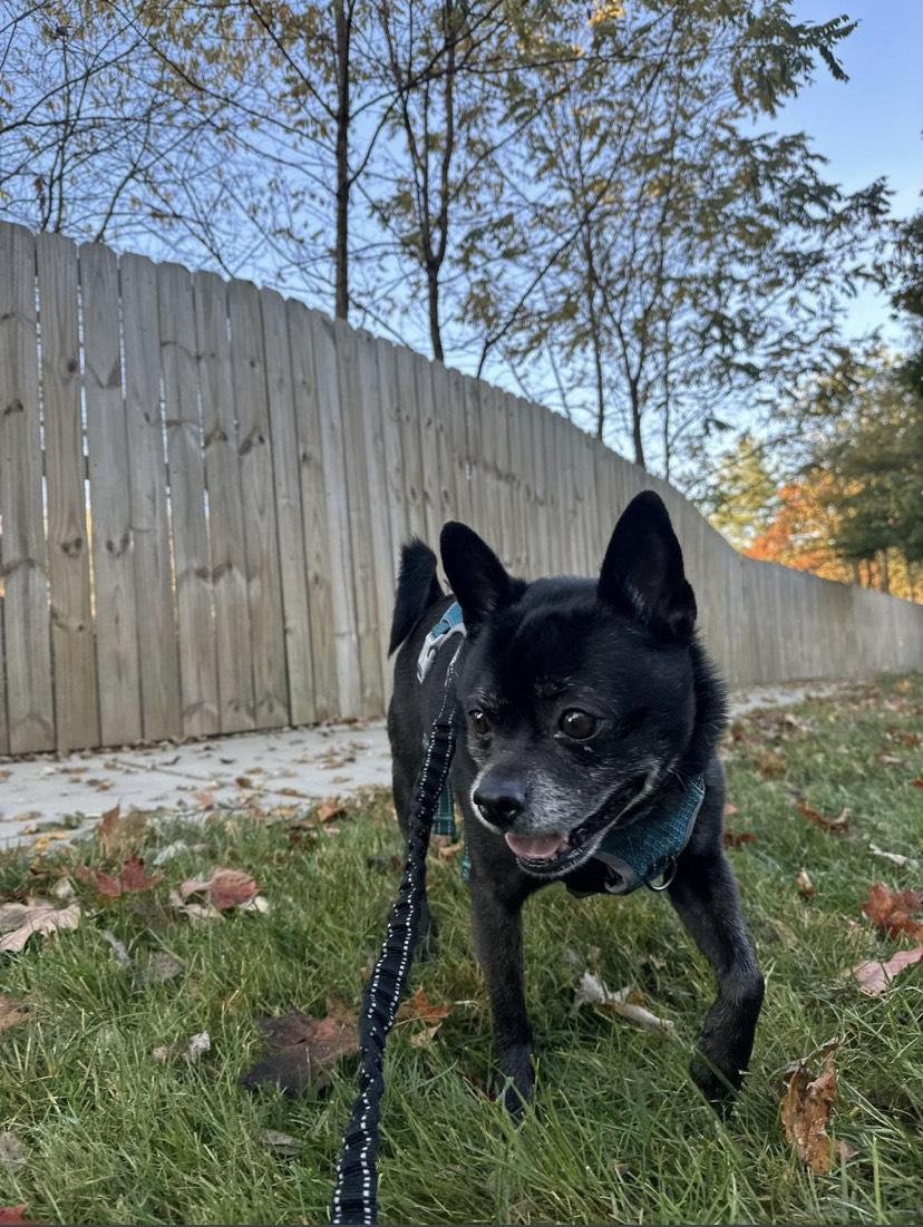 Enlarge Oakley - COURTESY POST [Phoenix AZ], a ADOPTABLE mixed breed in Mayer, AZ image 3/6