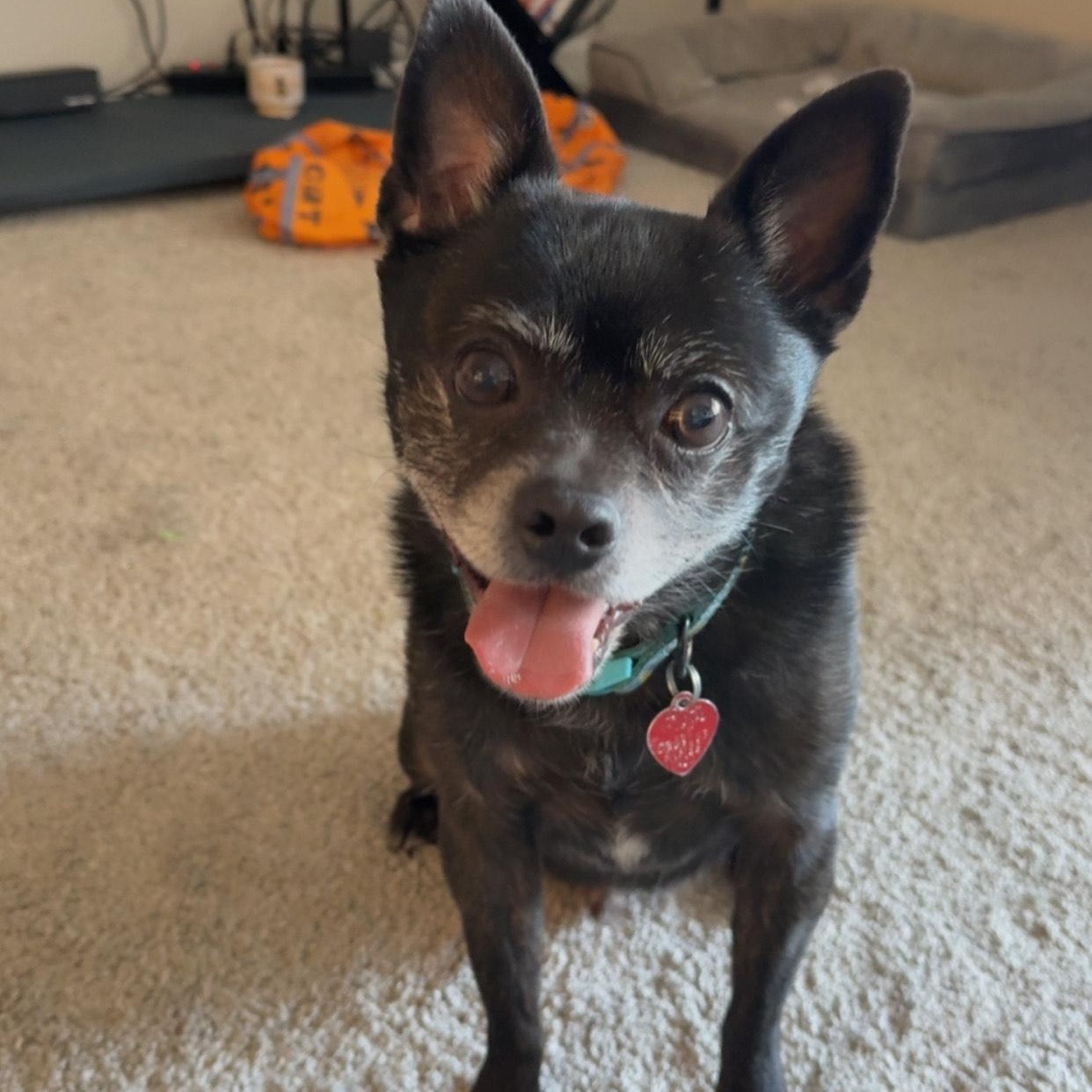 Oakley - COURTESY POST [Phoenix AZ], ADOPTABLE, Senior Male Boston Terrier & Chihuahua.