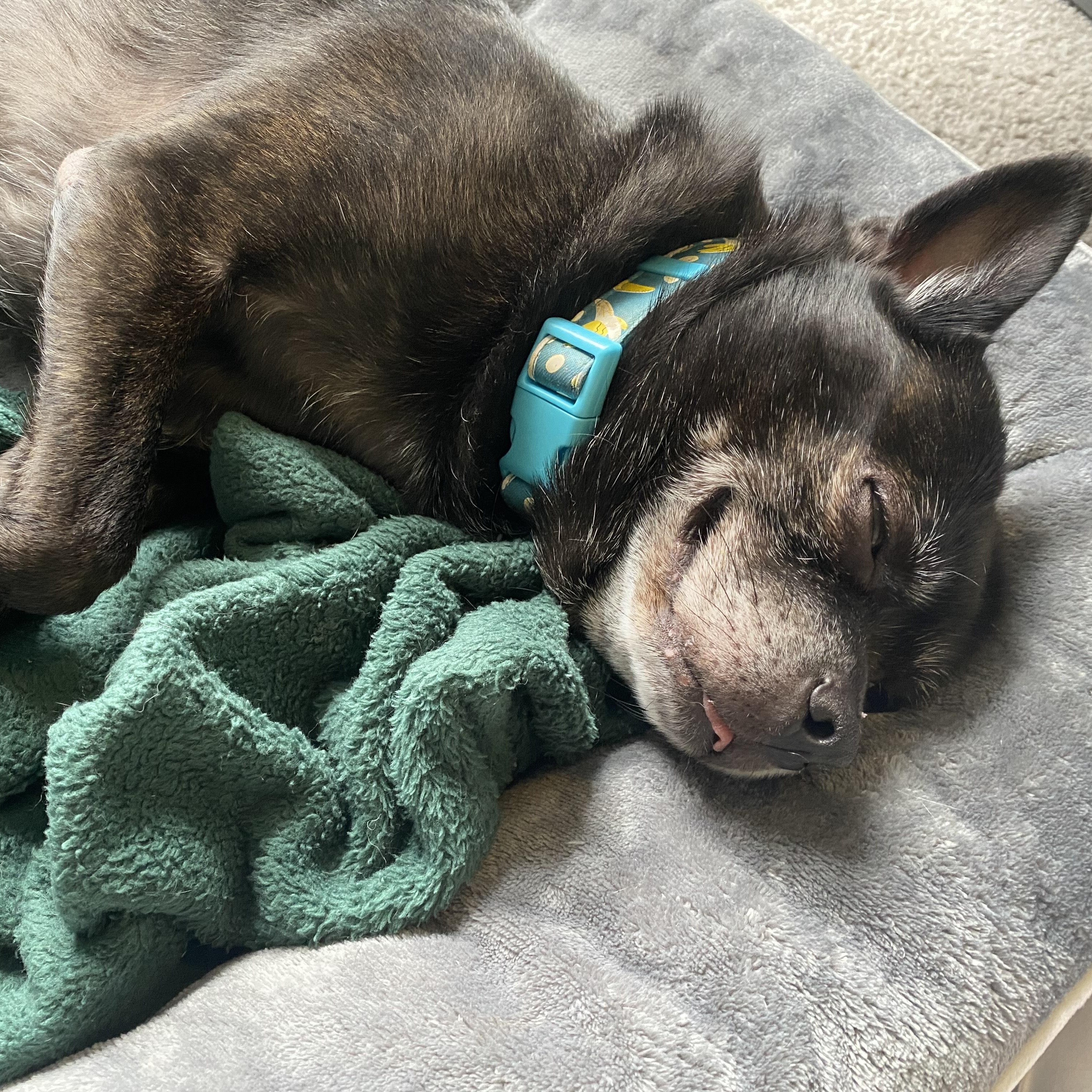 Enlarge Oakley - COURTESY POST [Phoenix AZ], a ADOPTABLE mixed breed in Mayer, AZ image 4/6