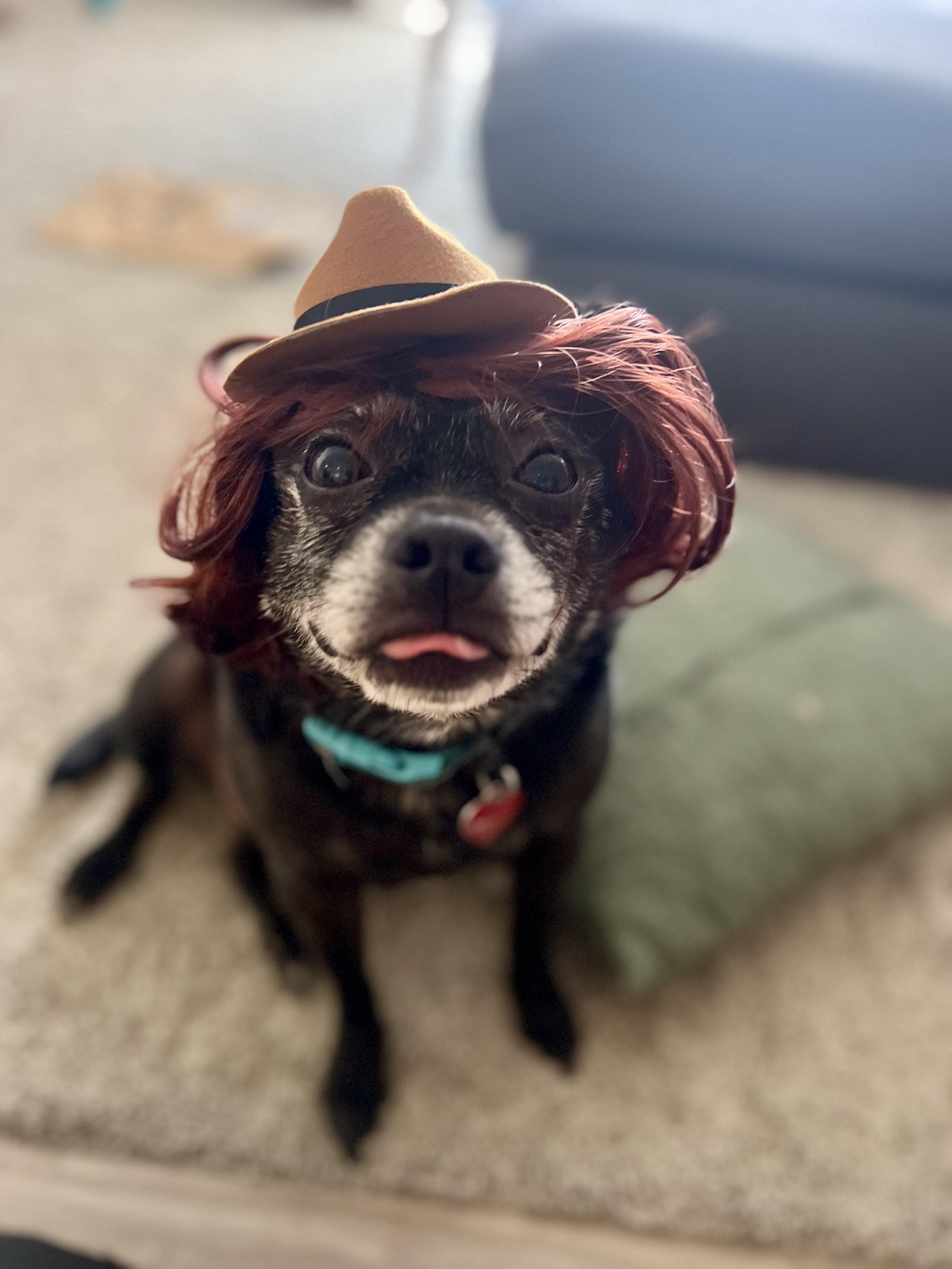 Enlarge Oakley - COURTESY POST [Phoenix AZ], a ADOPTABLE mixed breed in Mayer, AZ image 2/6