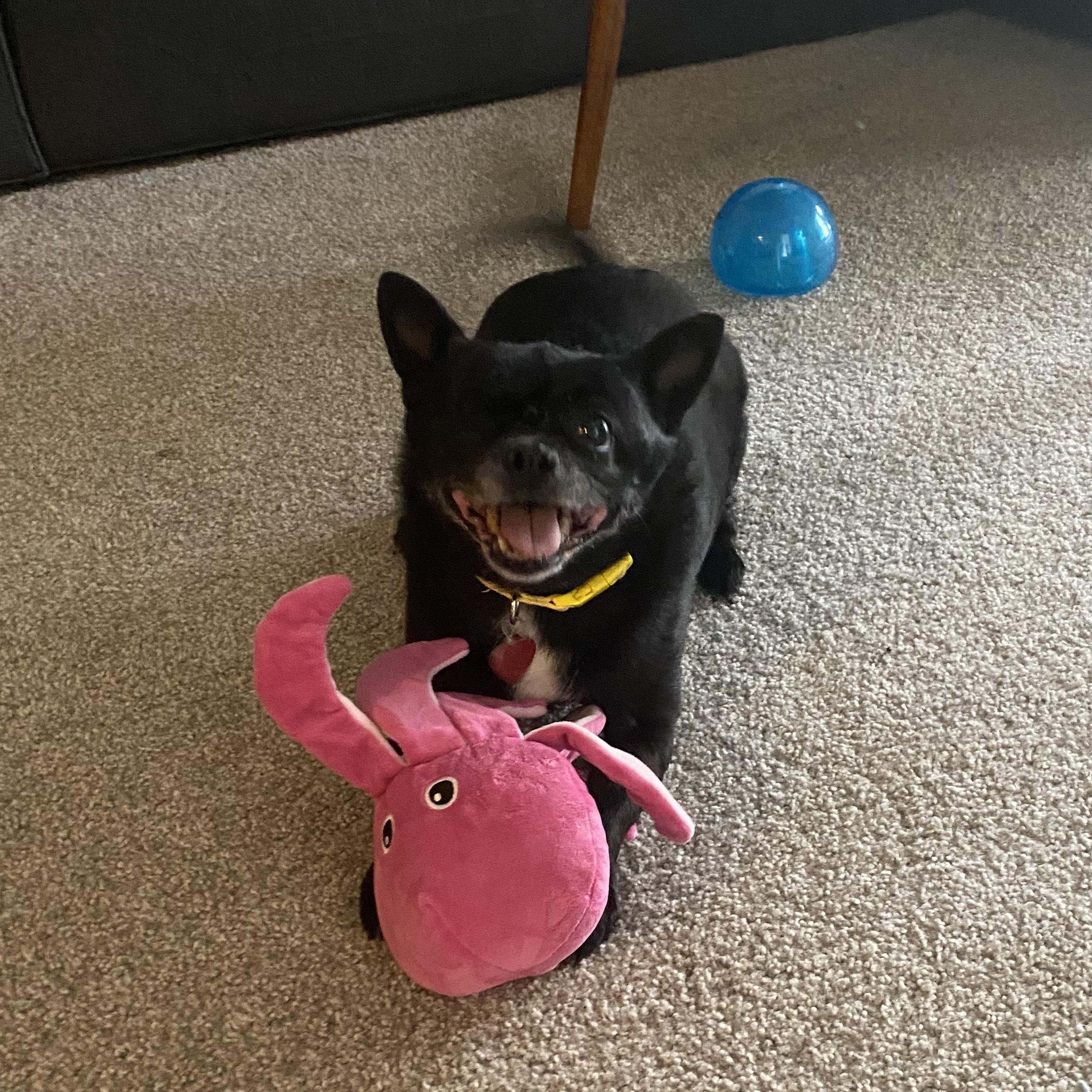 Enlarge Oakley - COURTESY POST [Phoenix AZ], a ADOPTABLE mixed breed in Mayer, AZ image 5/6