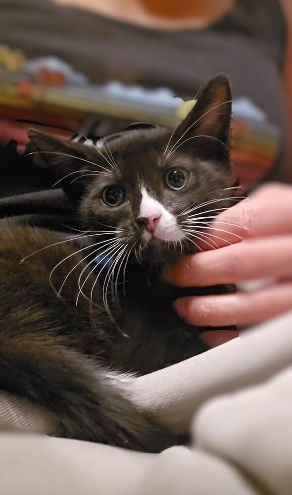 Enlarge Donald Duck, a Adoptable mixed breed in Pacifica, CA image 1/4