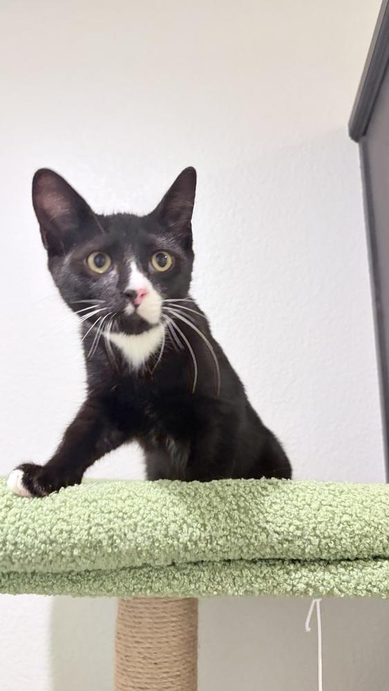 Enlarge Donald Duck, a Adoptable mixed breed in Pacifica, CA image 3/4