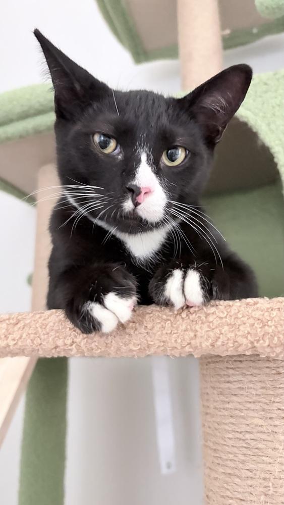 Enlarge Donald Duck, a Adoptable mixed breed in Pacifica, CA image 4/6