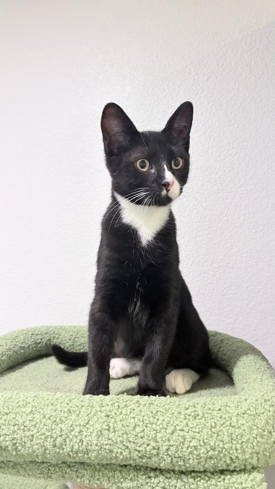 Enlarge Donald Duck, a Adoptable mixed breed in Pacifica, CA image 5/6