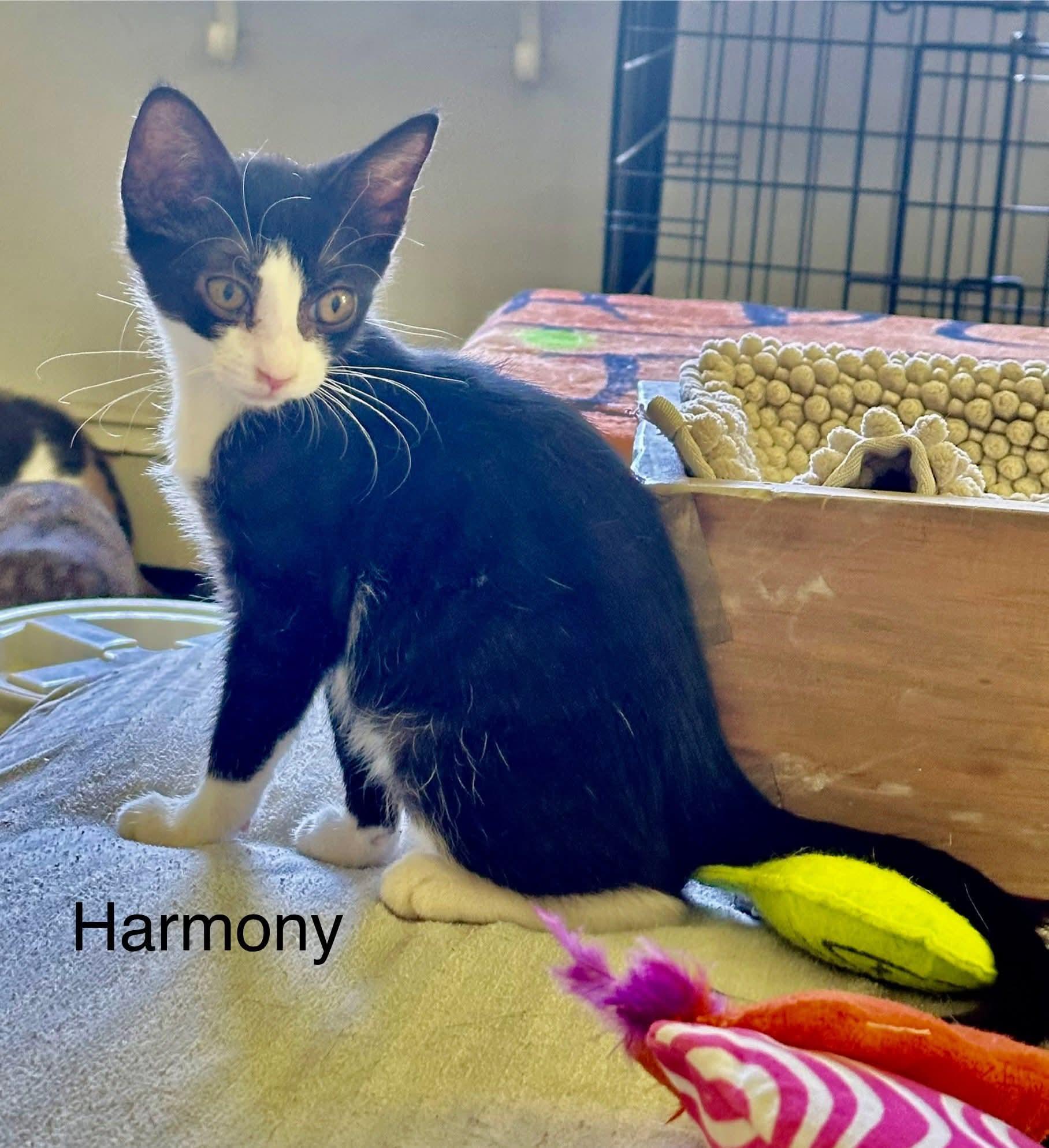 Harmony, Baby Female unknown