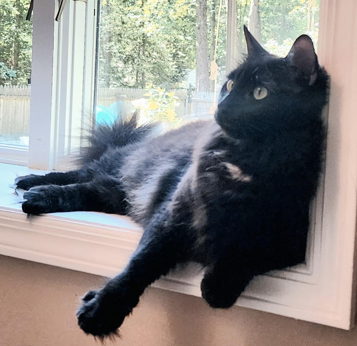 Enlarge Merlin, a Adoptable mixed breed in Berlin, NJ image 3/3