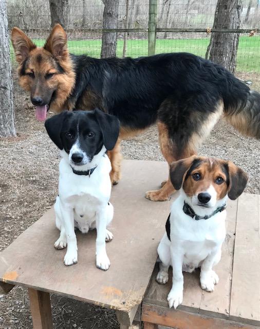 Enlarge Ash, a ADOPTABLE Shepherd in Honeoye Falls, NY image 2/2