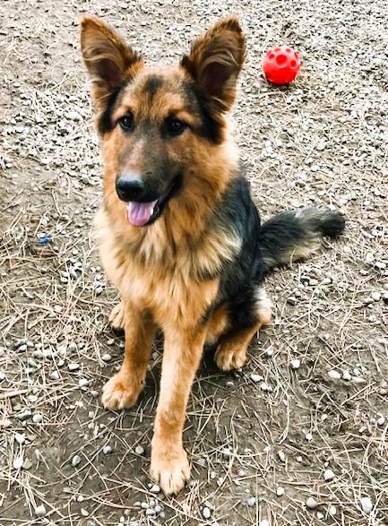 Ash, ADOPTABLE, Young Female Shepherd.