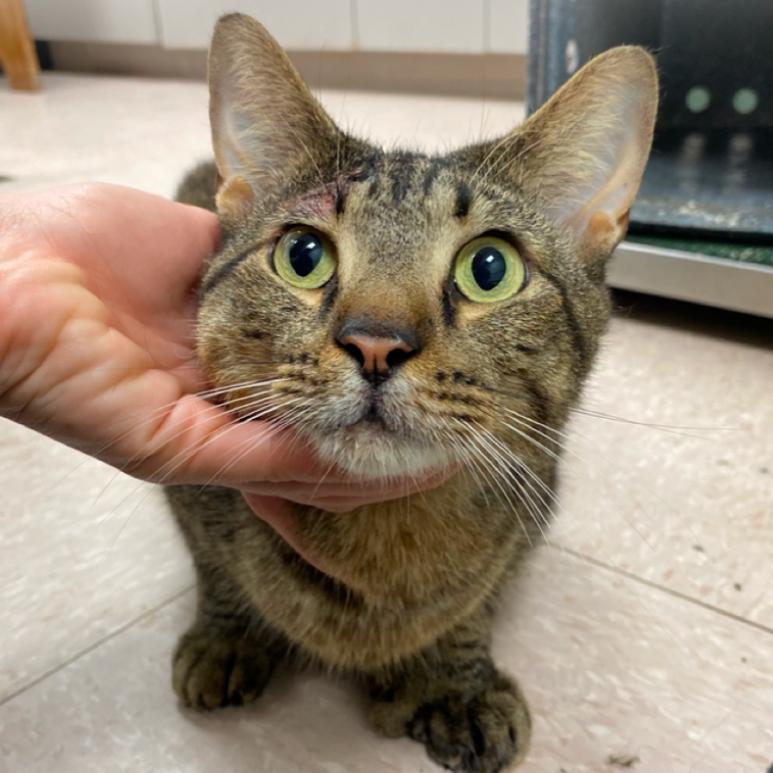 Gator, Adoptable, Young Male Extra-Toes Cat / Hemingway Polydactyl.