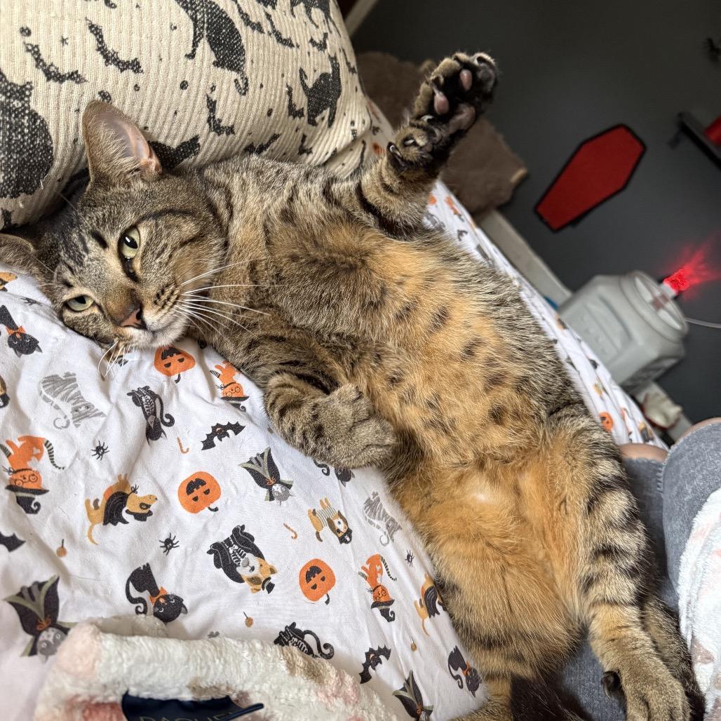 Enlarge Gator, a Adoptable Extra-Toes Cat / Hemingway Polydactyl in Jupiter, FL image 2/6
