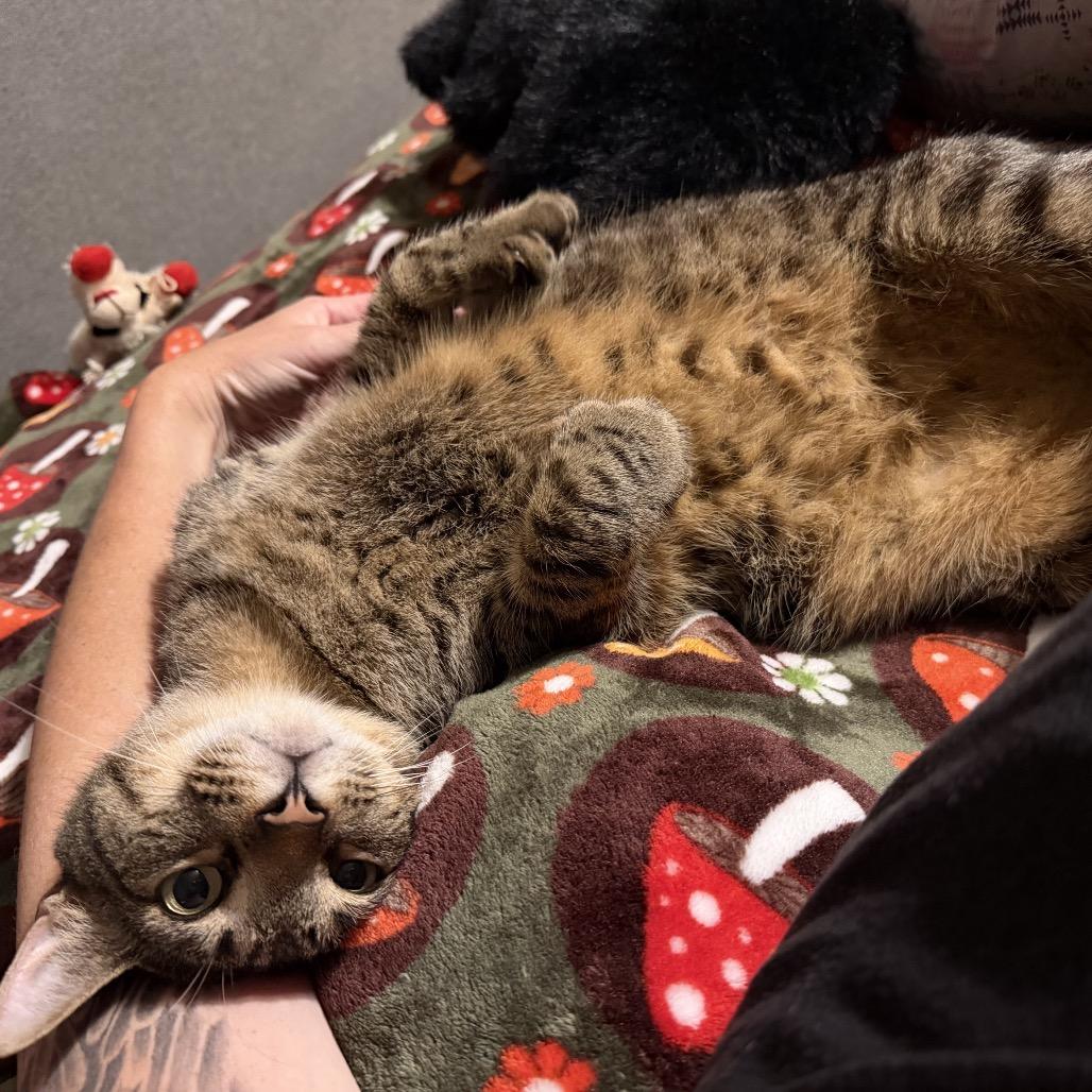 Enlarge Gator, a Adoptable Extra-Toes Cat / Hemingway Polydactyl in Jupiter, FL image 3/6