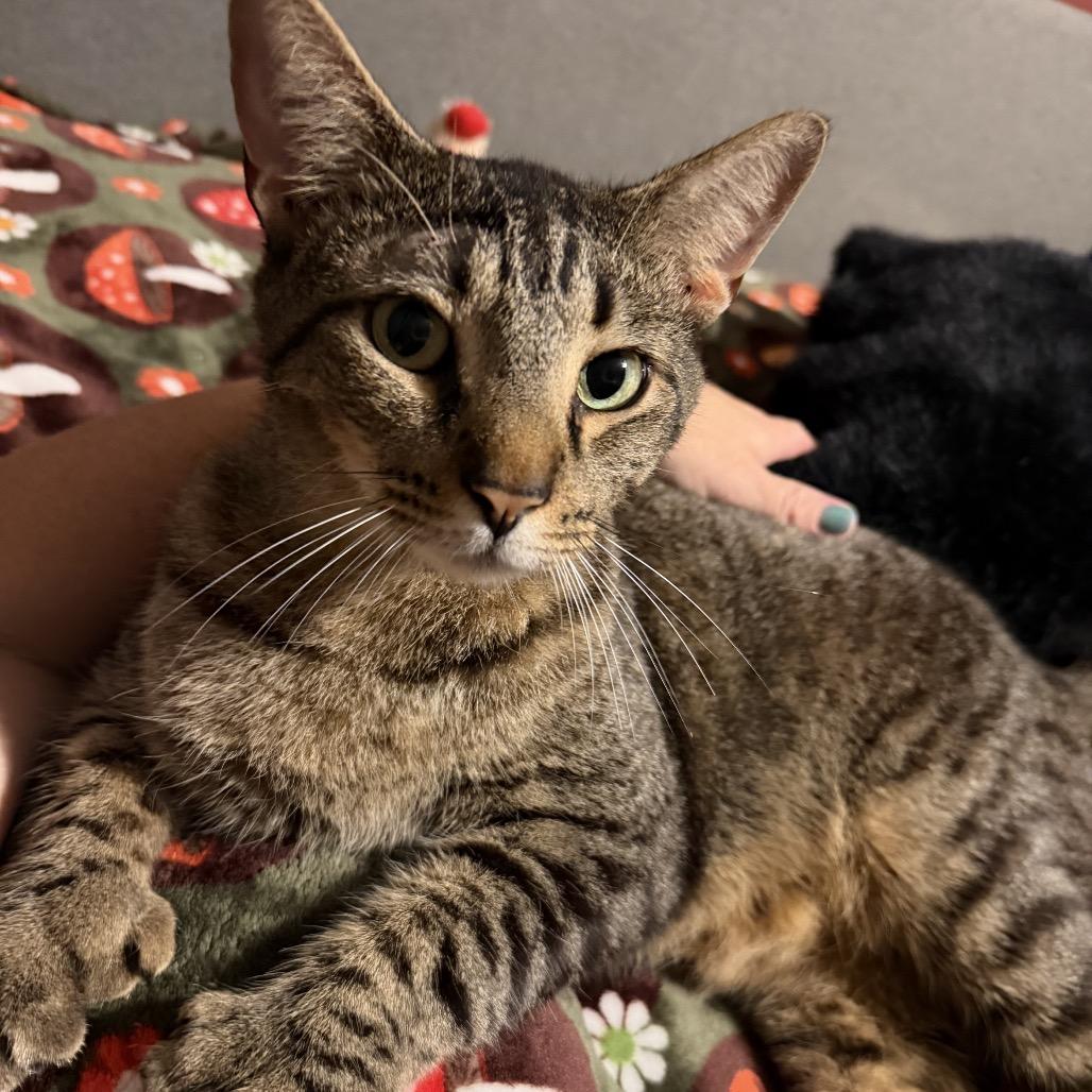 Enlarge Gator, a Adoptable Extra-Toes Cat / Hemingway Polydactyl in Jupiter, FL image 4/6