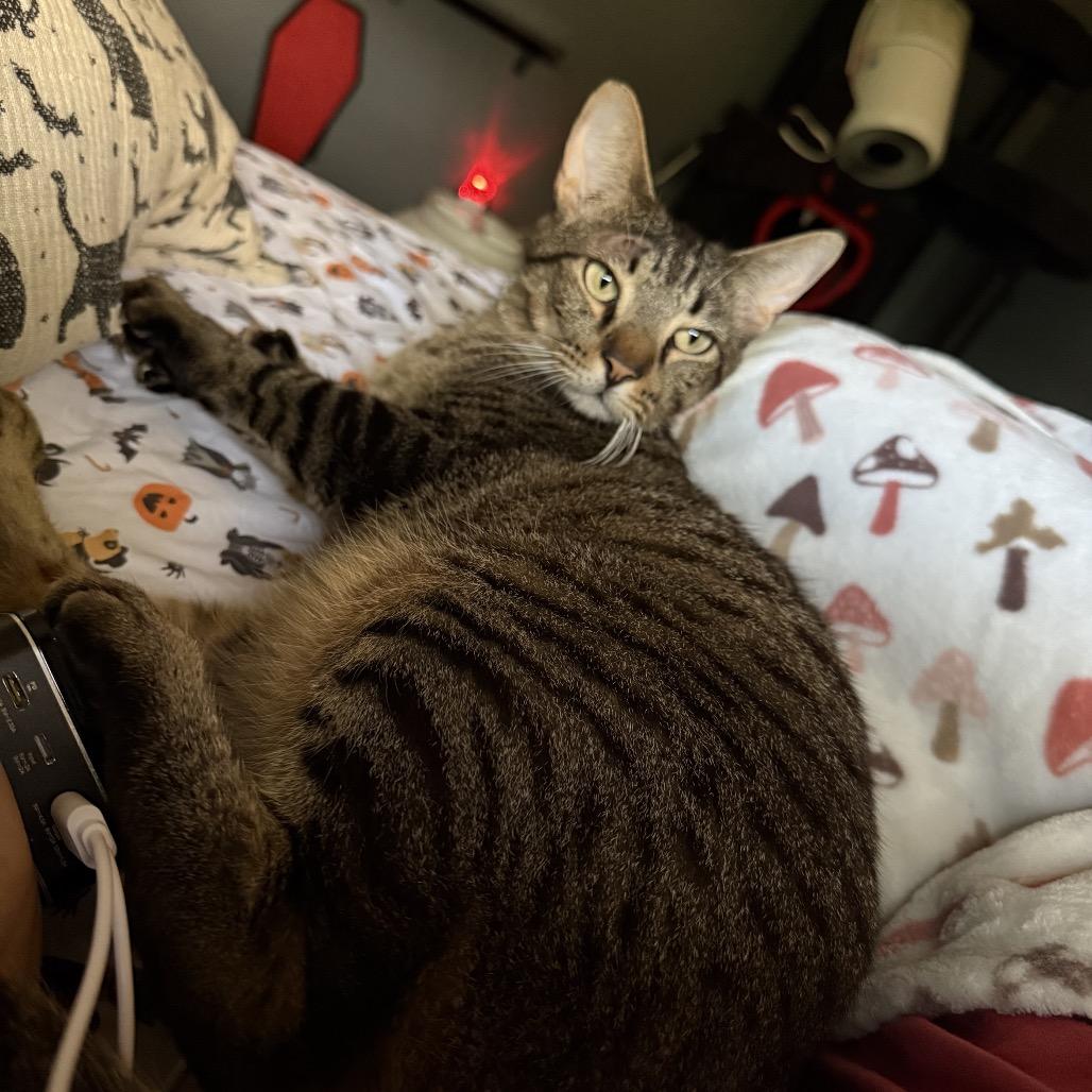 Enlarge Gator, a Adoptable Extra-Toes Cat / Hemingway Polydactyl in Jupiter, FL image 5/6