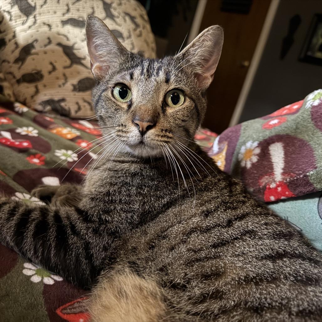 Enlarge Gator, a Adoptable Extra-Toes Cat / Hemingway Polydactyl in Jupiter, FL image 6/6