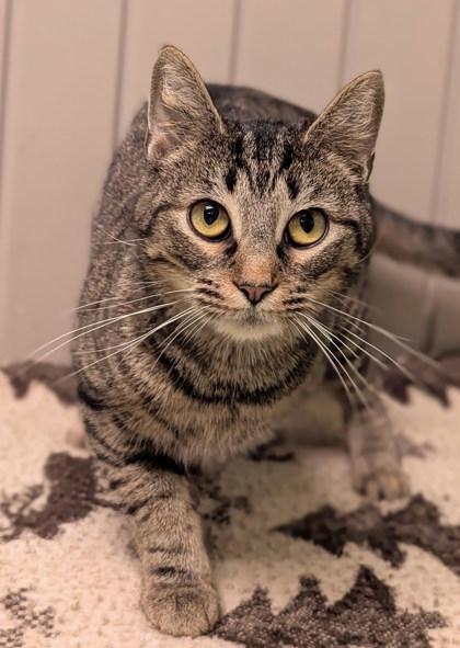 Sylvie, Adoptable, Adult Female Domestic Short Hair & Domestic Short Hair.