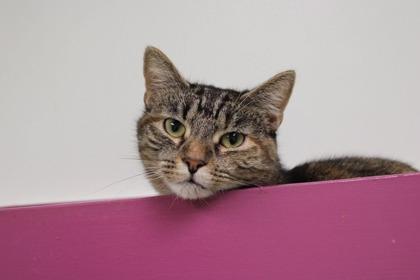 Sylvie, a Adoptable Domestic Short Hair in Batavia, OH image 2/3