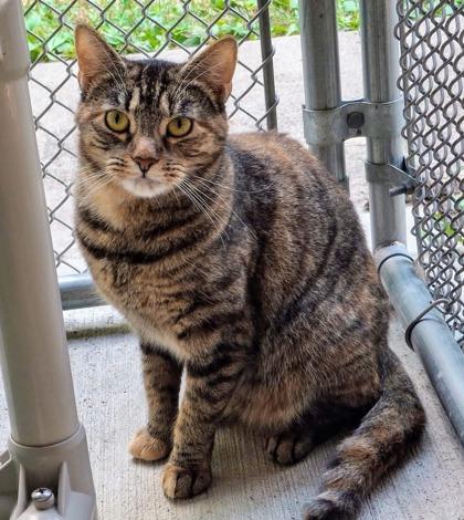 Sylvie, a Adoptable Domestic Short Hair in Batavia, OH image 3/3