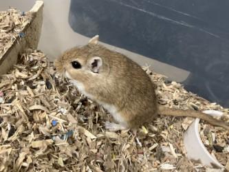 Enlarge Cashew, a Adoptable Gerbil in Woodbury, MN image 1/2