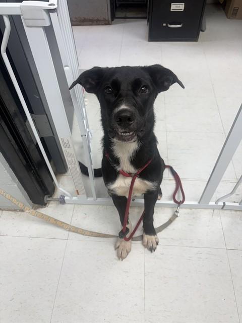 STELLA, Adoptable, Young Female Labrador Retriever & Mixed Breed.