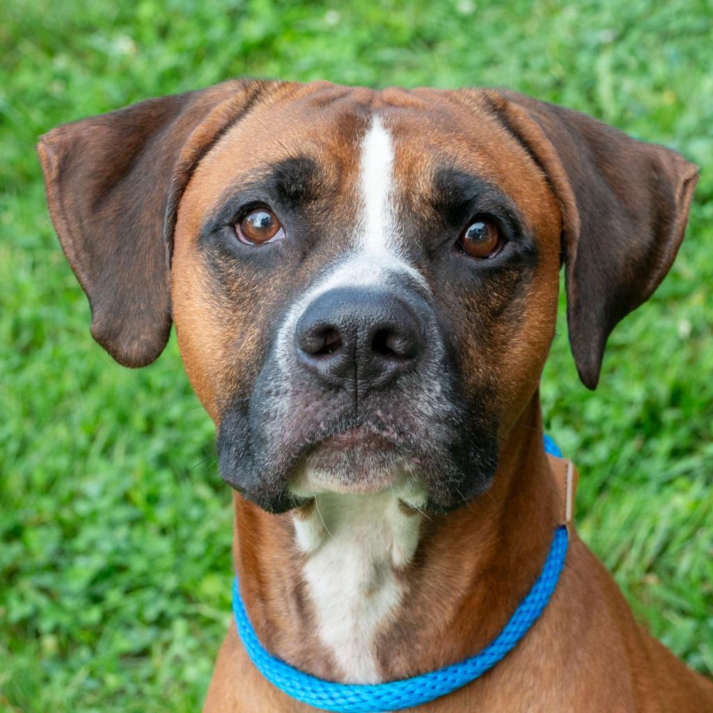Scooby, Adoptable, Adult Male Boxer.