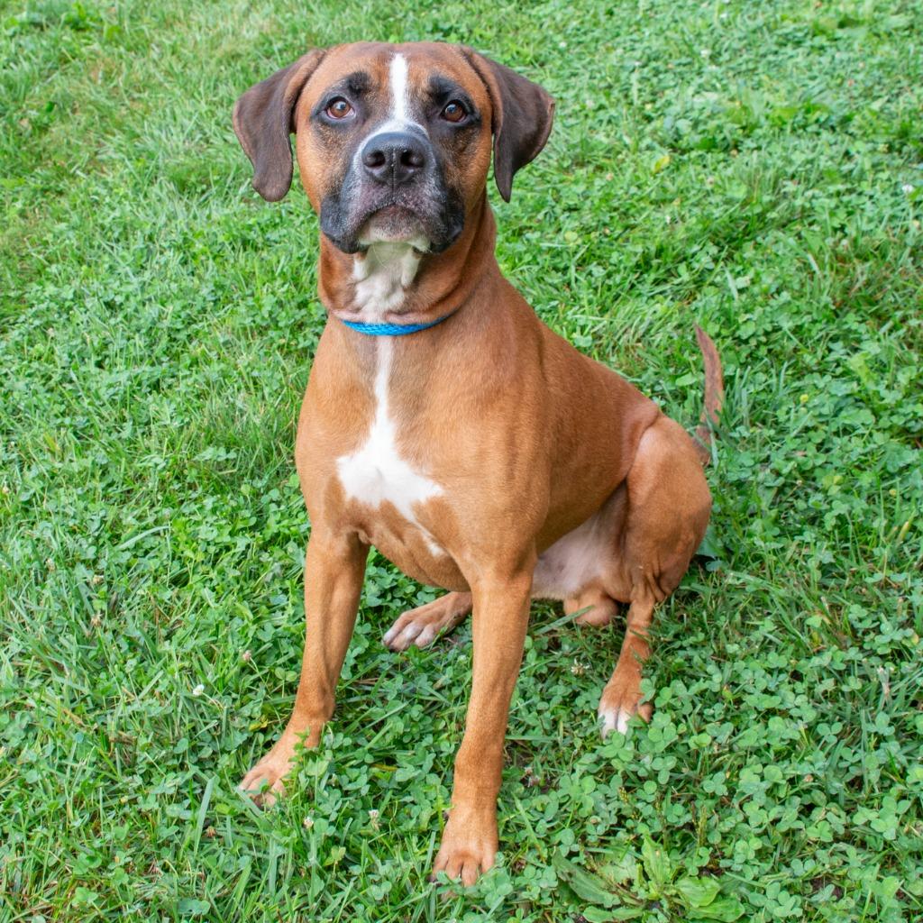 Enlarge Scooby, a Adoptable mixed breed in Troy, OH image 2/3