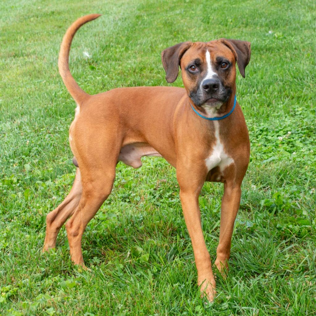 Enlarge Scooby, a Adoptable mixed breed in Troy, OH image 3/3