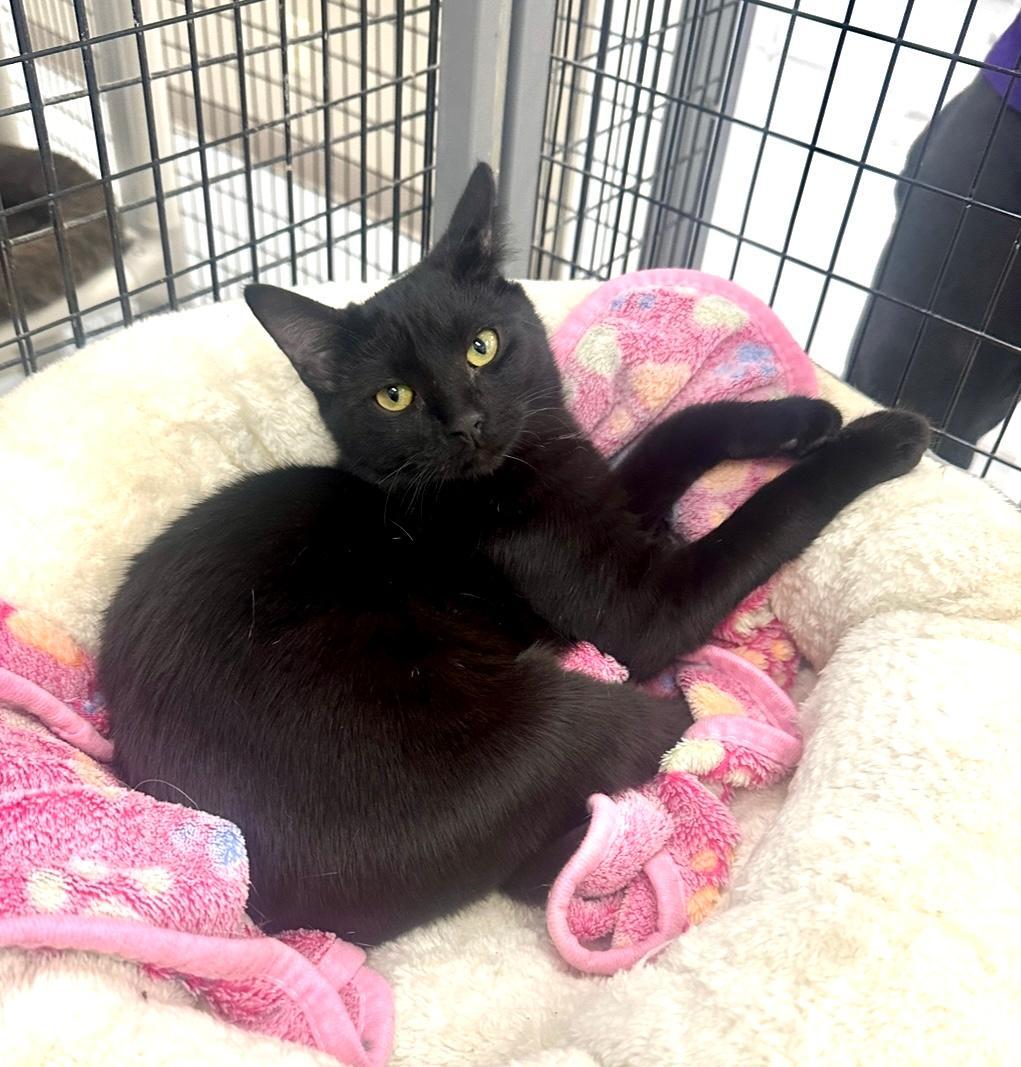 Sunflower, Adoptable, Young Female Domestic Short Hair.