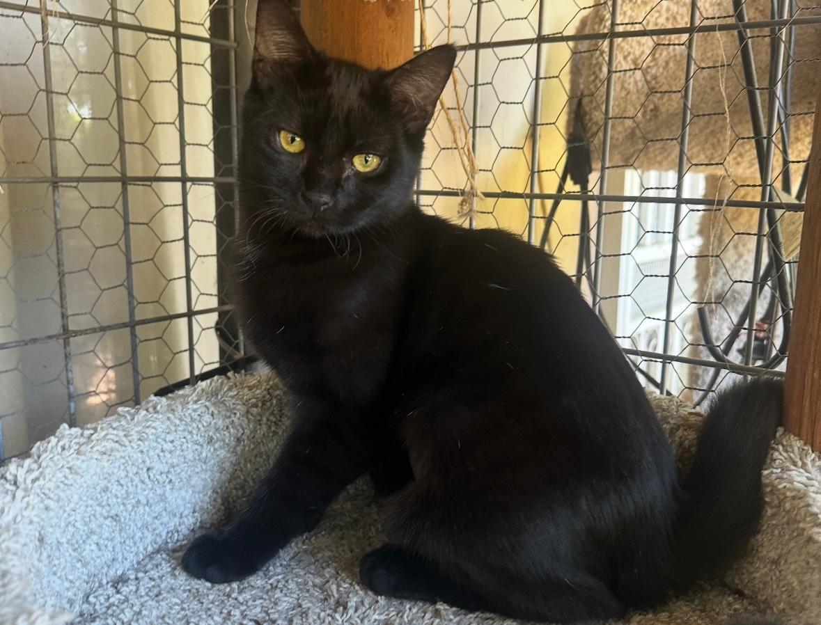 Enlarge Sunflower, a Adoptable Domestic Short Hair in West Hills, CA image 2/2