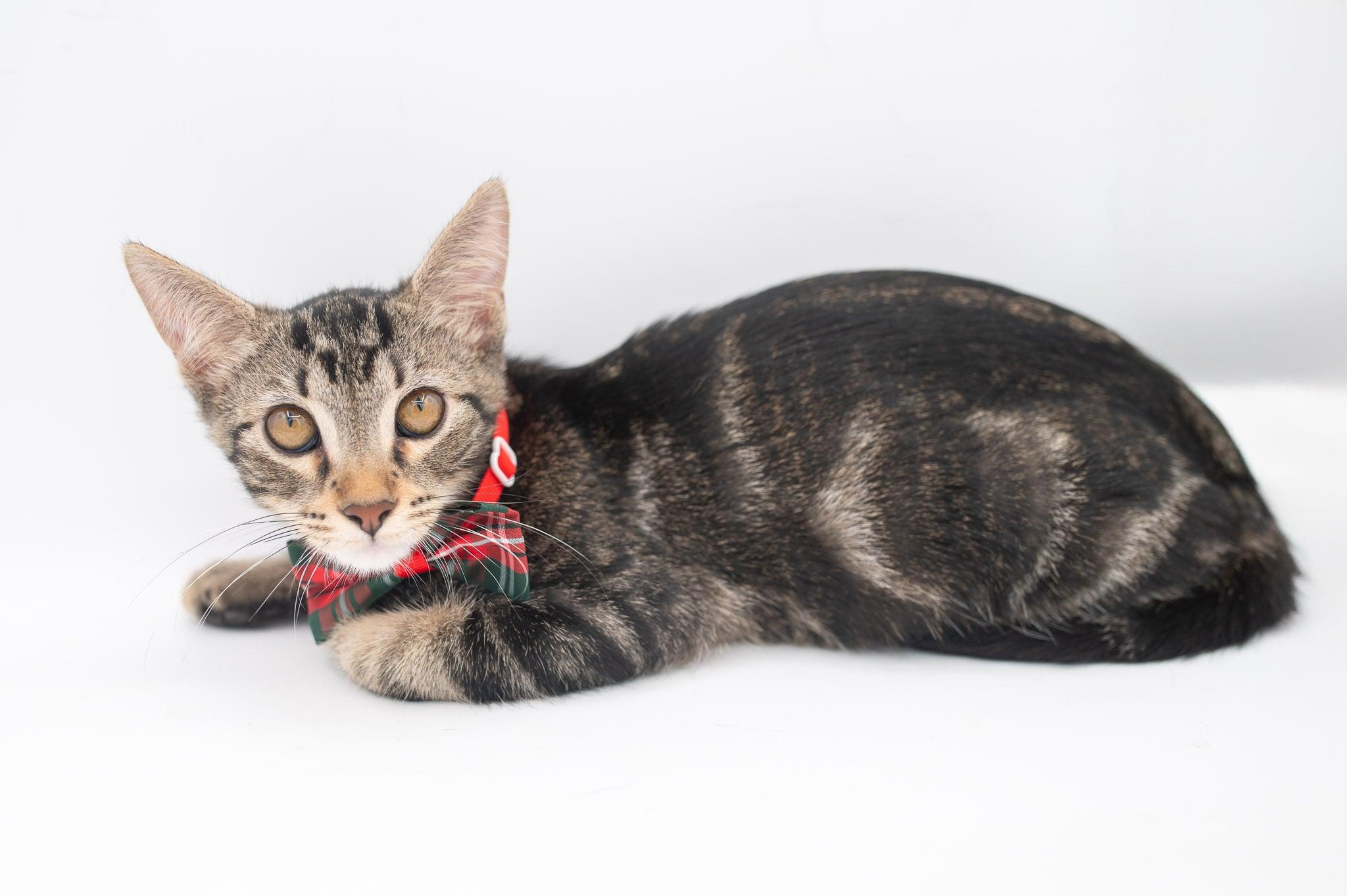 Enlarge Zebedee, a Adoptable Tabby in Farmington, CT image 1/5