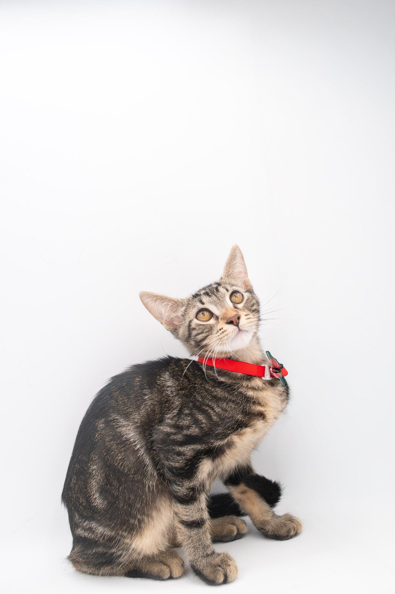 Enlarge Zebedee, a Adoptable Tabby in Farmington, CT image 3/5