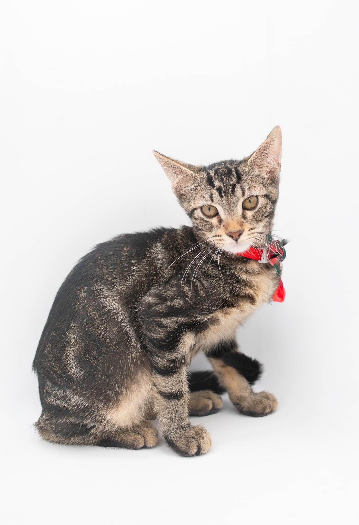 Enlarge Zebedee, a Adoptable Tabby in Farmington, CT image 5/5