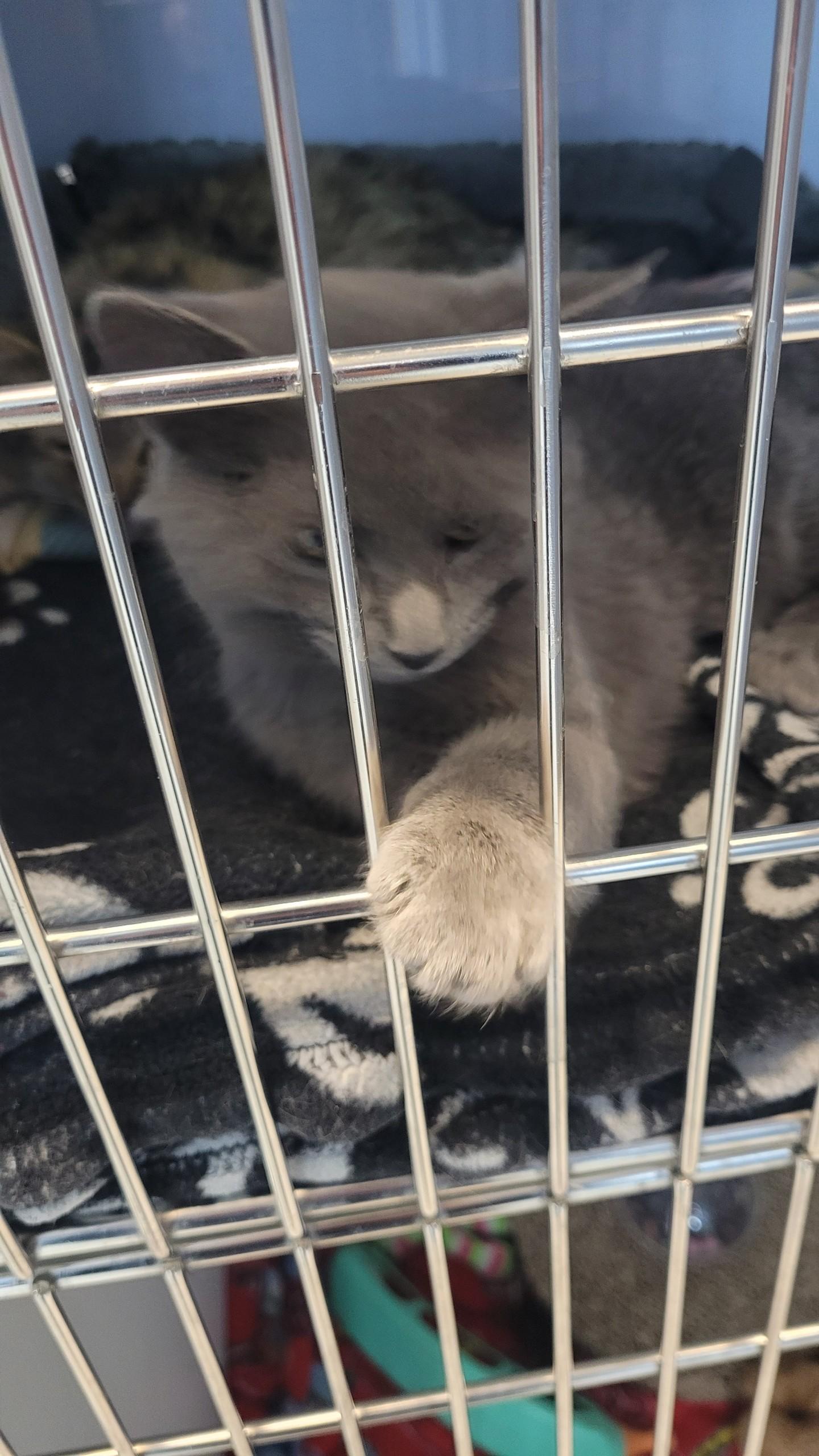 #699 - Salt, adopted, Young Male Domestic Short Hair.