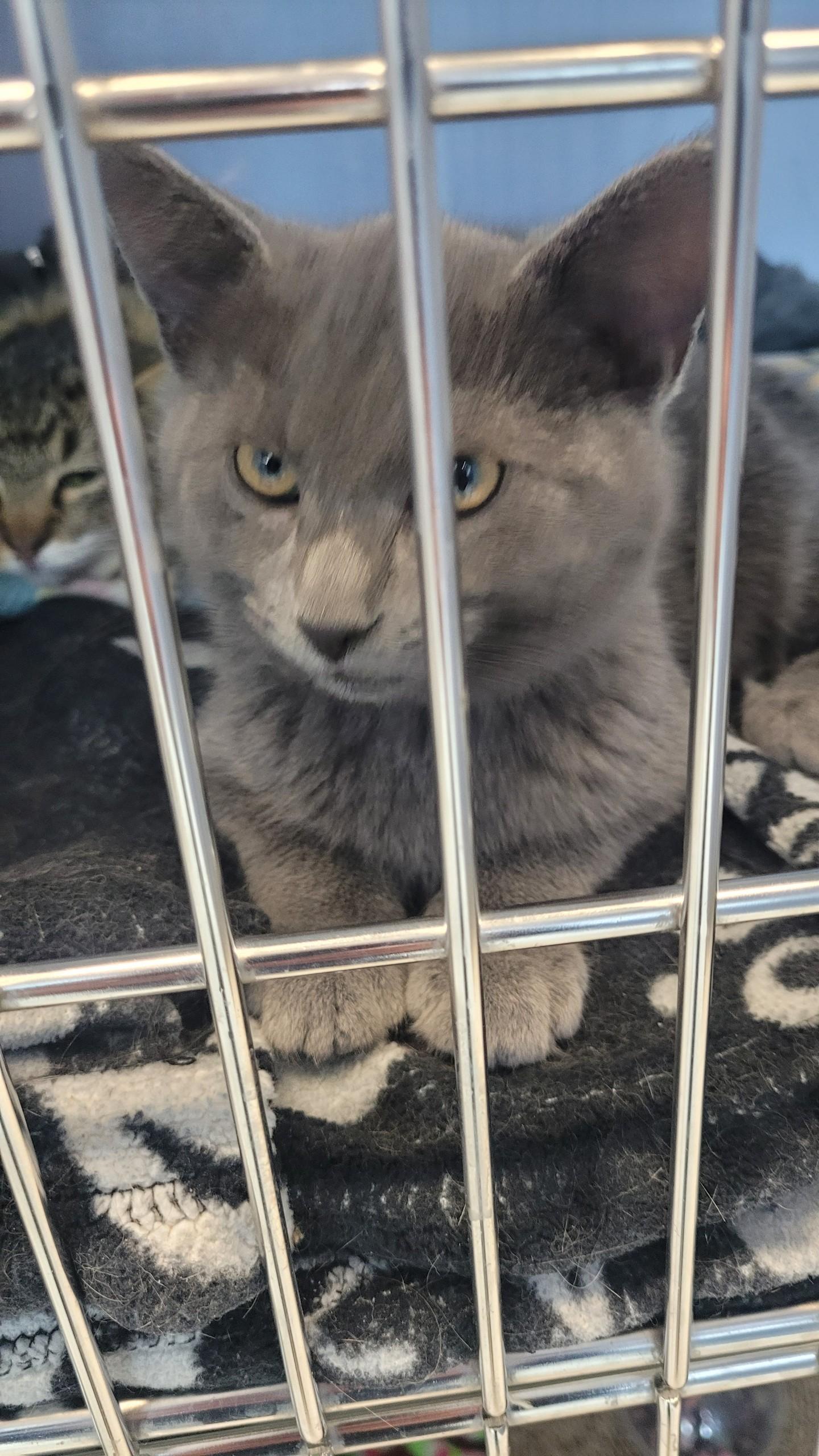 Enlarge #699 - Salt, an adopted Domestic Short Hair in Sunset Hills, MO image 2/2