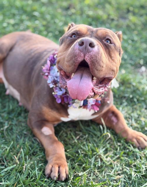 BETTY, Adoptable, Young Female American Bulldog.